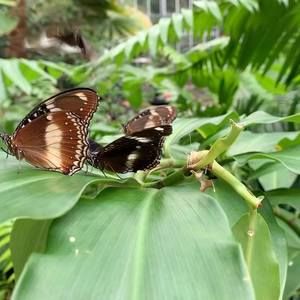 Meet your Posher, Athanasia